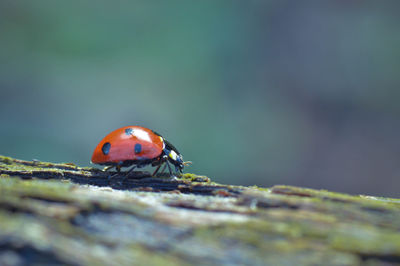 Close-up of ladybug on tree trunk