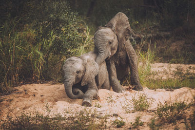 Elephant in a forest