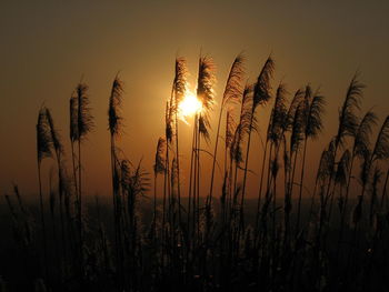 Close-up of wheat growing on field against sky at sunset