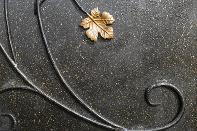 High angle view of leaf on metal