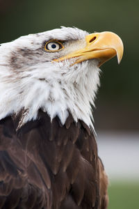 Close-up of eagle