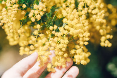 Mimosa flowers blooming in yellow