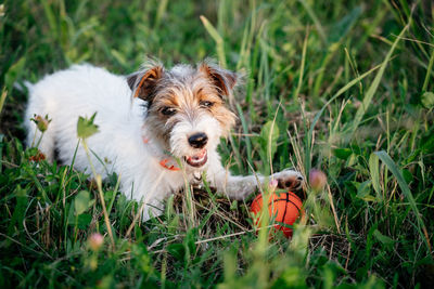 Jack russell terrier puppy dog with long hair play orange ball in green grass