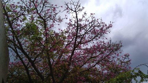 Low angle view of tree against sky