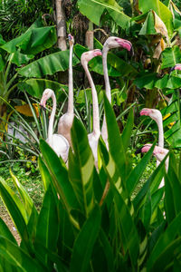 Close-up of bird