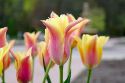 Close-up of yellow tulips