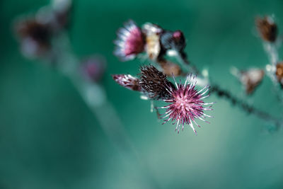 Close-up of purple pollinating flower