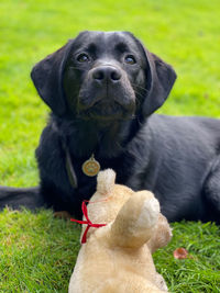 Close-up of dog