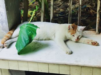 Close-up of cat