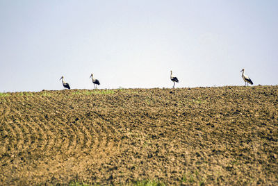 Birds flying over field against clear sky