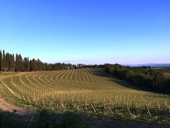 Scenic view of field against clear blue sky