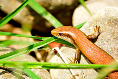 Close-up of lizard