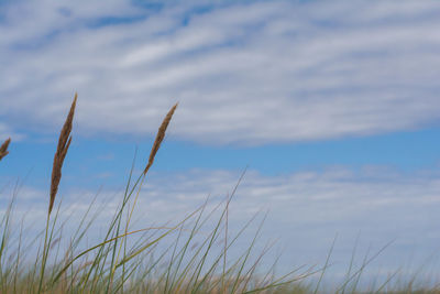 Low angle view of grass on field against sky