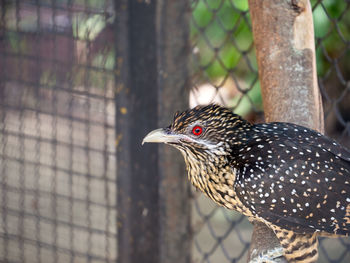 Close-up of a bird perching on tree trunk