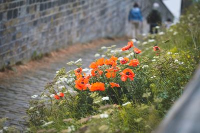 Close-up of flowering plants against wall