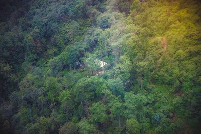 High angle view of trees in forest