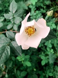 Close-up of flower blooming outdoors