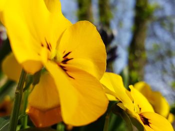 Close-up of fresh day lily blooming outdoors