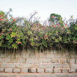 Flowering plants against wall