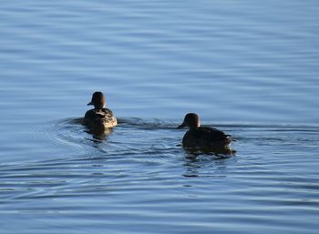 Ducks swimming in lake