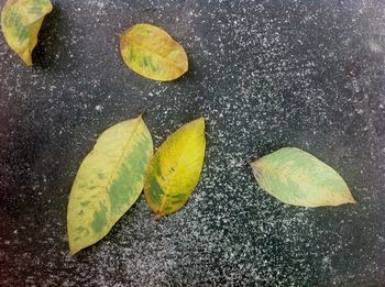 High angle view of yellow maple leaf