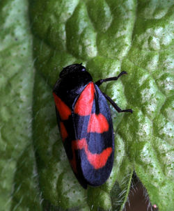 Close-up of butterfly on leaf