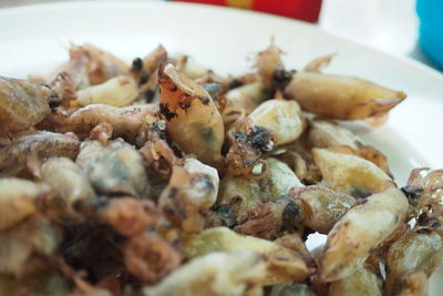 Close-up of meal served in plate