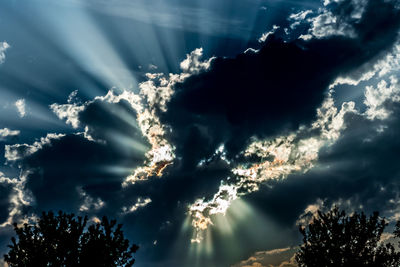 Low angle view of trees against sky