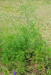 Plants growing on field