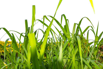 Low angle view of plants growing on field against clear sky