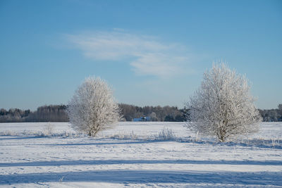 Trees on snow covered field against sky