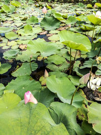 Close-up of lotus water lily