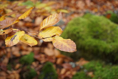 Leaf and the autumn