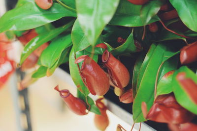 Close-up of salad