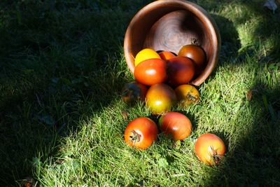 High angle view of fruits on field