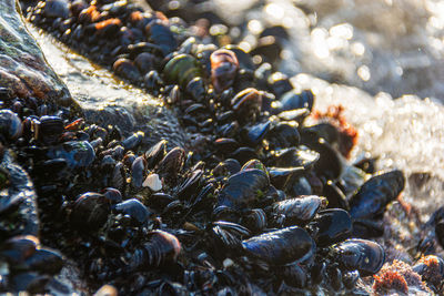 Close-up of pebbles on beach