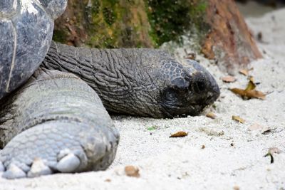 Close-up of turtle on rock