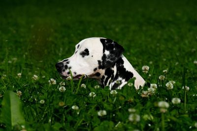 Dog looking away on field