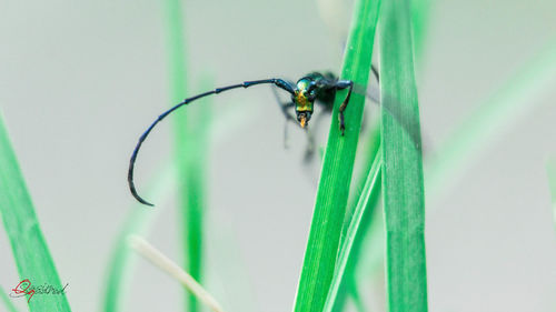 Close-up of insect on plant