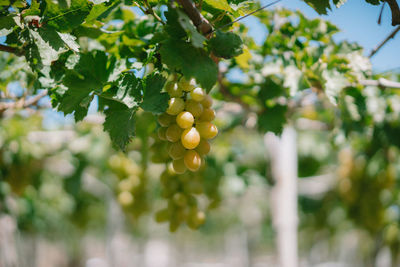 Close-up of grapes growing on tree