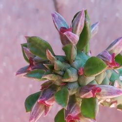 Close-up of succulent plant