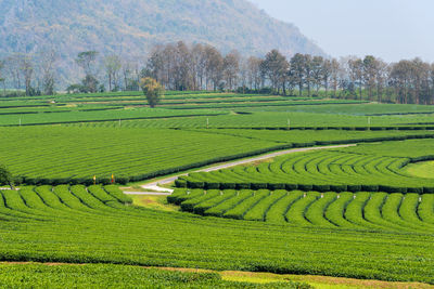 Scenic view of agricultural field