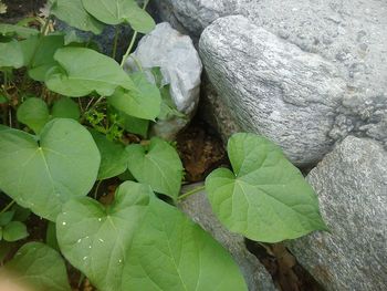 Close-up of plant growing outdoors