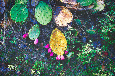 High angle view of flowering plant on field