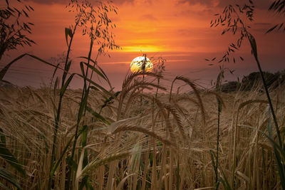 Plants growing on field against sky during sunset