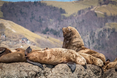 Seals on rock against mountain