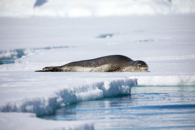 Seal relaxing on frozen sea