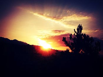 Silhouette of trees at sunset