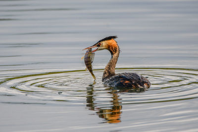 Great crested grebe swimming in lake
