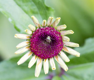 Close-up of honey bee on purple flower